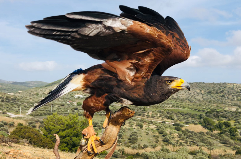 Core: Οι γητευτές των Harris Hawk στην Ελλάδα