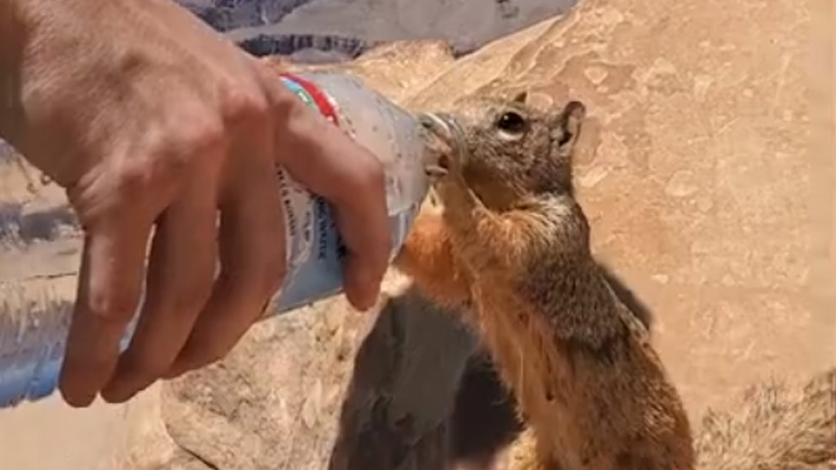 Διψασμένος σκίουρος πίνει νερό από πεζοπόρους