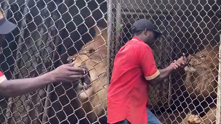 Λιοντάρι αρπάζει το δάχτυλο ενός φύλακα (προσοχή σκληρές εικόνες)