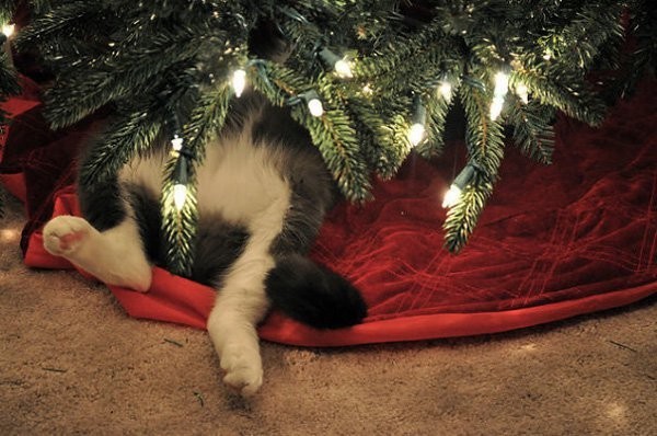 Pets-Knocking-Down-Christmas-Trees-13.jpg