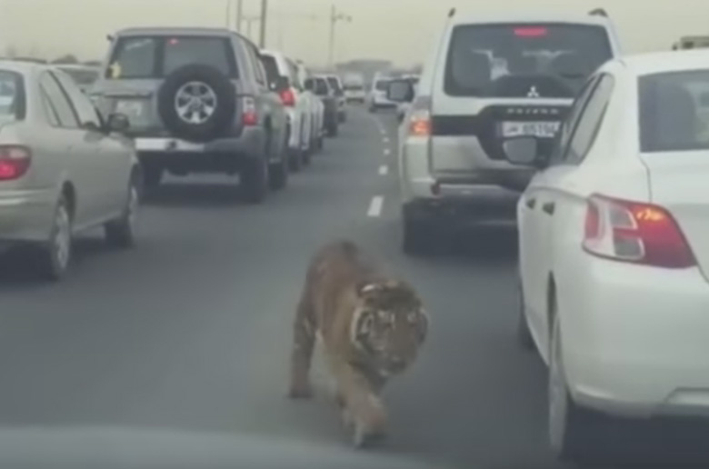 Ελεύθερη τίγρης σε αυτοκινητόδρομο του Κατάρ